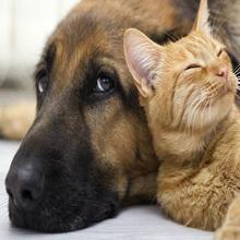 600W maison Ues près de l'alliage d'aluminium de LED de lumière de dispositif infrarouge de thérapie 4